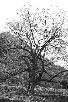 普查走进河北武安,在该市国家森林公园内的梁沟村山中发现一棵大漆树