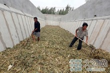 安阳滑县老庙乡冢头营村西北地,青储饲料收获机正在田间作业