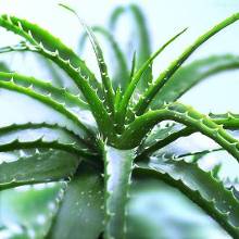 女生们清醒点 不是每种新鲜芦荟都能直接擦脸