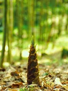 岁寒然后知松柏之后凋也<em>比喻什么</em>社会现象,请