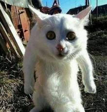 超囧动物表情秀让人 笑破肚皮 【1】-图库-手机