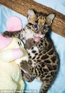 qq牧场经验表_qq农场牧场经验_qq牧场云豹经验值高吗