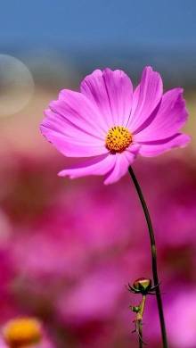 缘分五月简谱_缘分五月简谱歌谱(3)