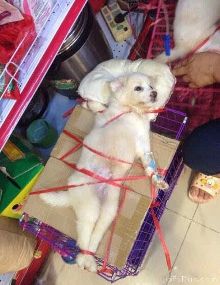 兽医简直绳艺过人 昨天有网友拍到这只打吊针