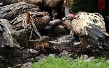 <em>一位女性</em>去西藏看<em>天葬</em>后写的感言【8】-新闻频