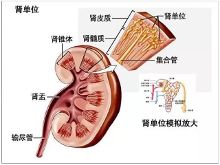 老中医教你,如何从<em>头发</em>一眼看出你肾脏好坏!【
