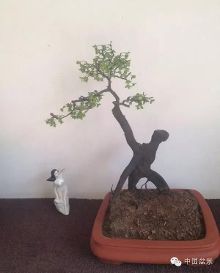 盆景艺术:大自然景物的缩影