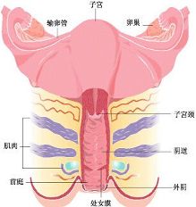 日常护理<em>阴道</em>的正确方法-新闻频道-手机搜狐