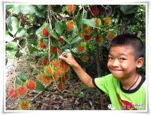 泰国现在流行水果旅游,什么水果最便宜?