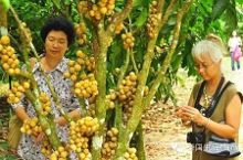 泰国现在流行水果旅游,什么水果最便宜?