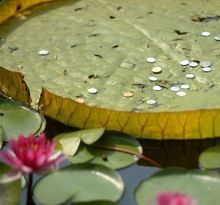 王莲砸成马蜂窝是什么意思?王莲为什么会被砸