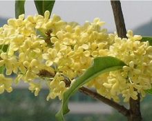 桂花树图片\/桂花树种植技术