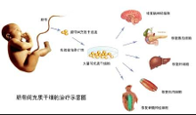 神秘的间充质干细胞-干细胞中的007【6】-新闻频道-手机搜狐