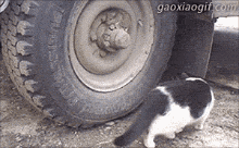 邪恶GIF内涵图: 美女宽衣解带全过程!