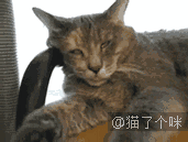 [萌宠]睡梦中喵星人各种奇葩与逗逼-笑话频道-手机
