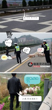 运猪货车高速路翻车 小猪撒野高速忙坏民警[图]