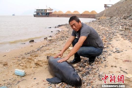 江西鄱阳湖水域发现一头死亡江豚 重达上百斤(图)