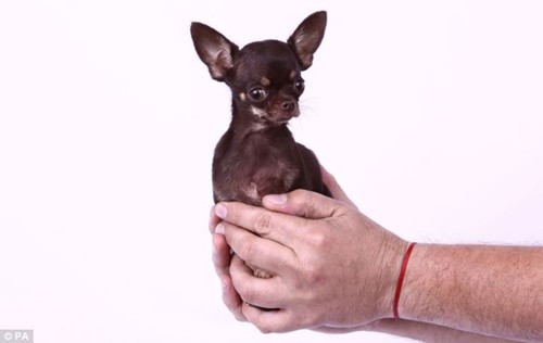 世界上最小的狗狗仅9.65厘米.