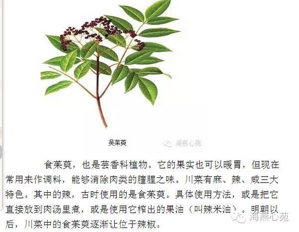 吴茱萸?食茱萸