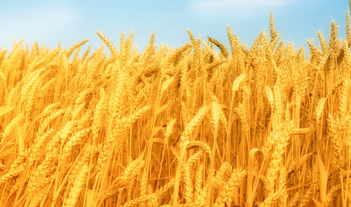 现代诗歌怎么写 认识现代诗歌十二要素-新闻频